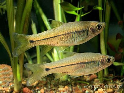 Фото Расбора Дорсинотата Rasbora dorsinotata  (photo#112736)