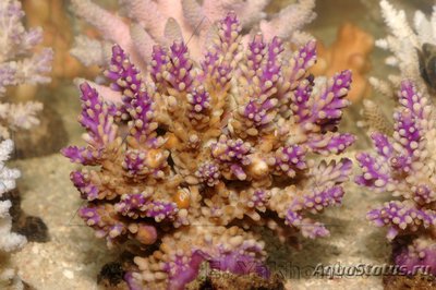 Фото Акропора Acropora sp.  (photo#112946)