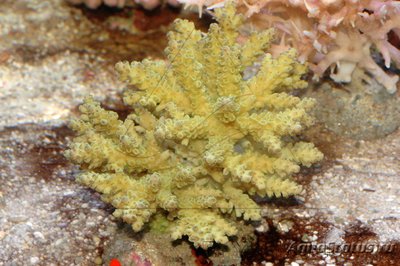 Фото Акропора Acropora sp.  (photo#112947)