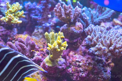 Акропора миллепора (Acropora millepora)