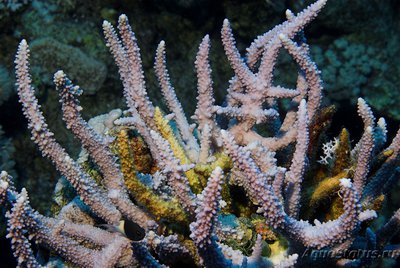 Акропора Хемприха ( Acropora hemprichii )