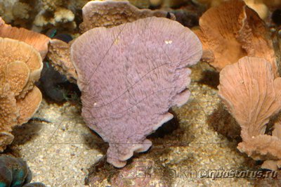 Фото Монтипора Montipora sp.  (photo#112955)