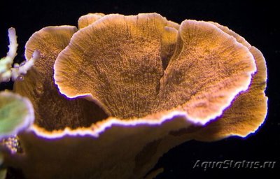 Фото Монтипора Montipora sp.  (photo#112971)