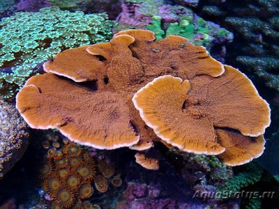 Фото Монтипора Montipora sp.  (photo#112972)