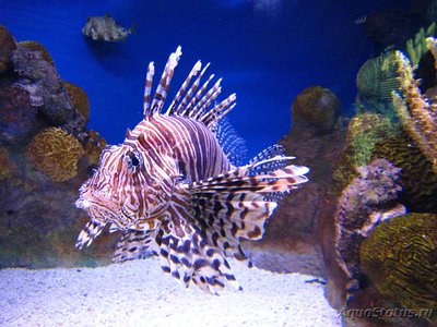 Фото Крылатка зебра Pterois volitans  (photo#113065)