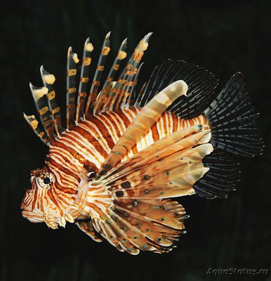 Крылатка зебра (Pterois volitans)