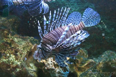 Фото Крылатка зебра Pterois volitans  (photo#113068)