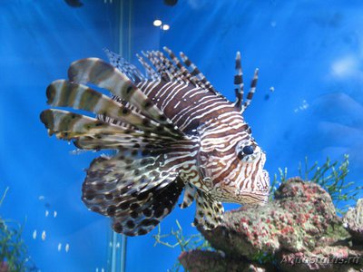 Крылатка зебра (Pterois volitans)