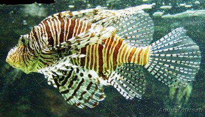 Фото Крылатка зебра Pterois volitans  (photo#113070)