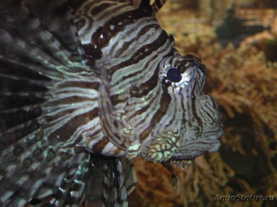 Фото Крылатка зебра Pterois volitans  (photo#113072)