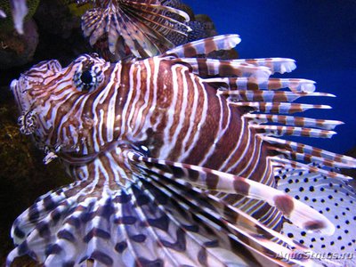 Крылатка зебра (Pterois volitans)