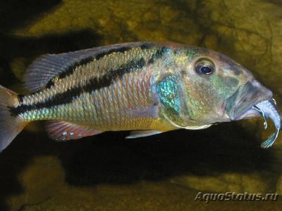 Фото Аристохромис кристи Aristochromis chri­styi  (photo#113074)