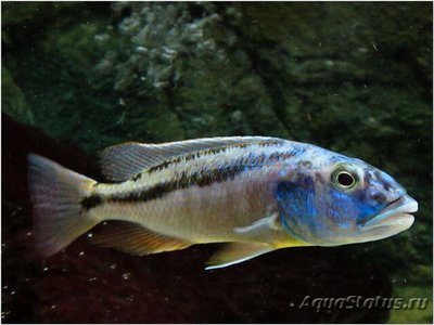 Фото Аристохромис кристи Aristochromis chri­styi  (photo#113077)