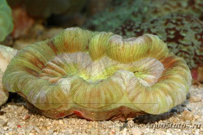 Трахифиллия Жофруа (Trachyphyllia geoffroyi)