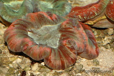 Трахифиллия Жофруа (Trachyphyllia geoffroyi)