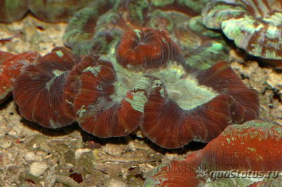 Трахифиллия Жофруа (Trachyphyllia geoffroyi)