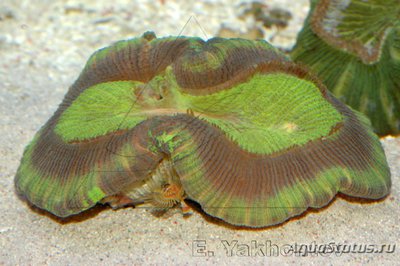 Трахифиллия Жофруа (Trachyphyllia geoffroyi)