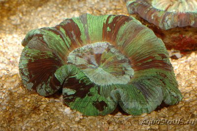 Трахифиллия Жофруа (Trachyphyllia geoffroyi)