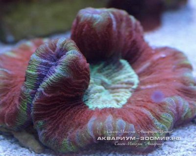 Трахифилия (Trachyphyllia radiata)