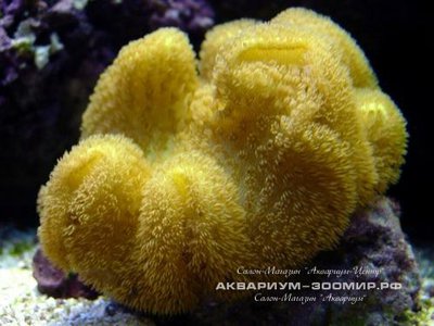 Саркофитон Желтый (Sarcophyton elegans)