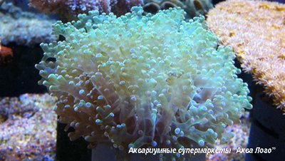 Эуфилия Ветвистая Лягушачья Икра (Euphyllia paradivisa)