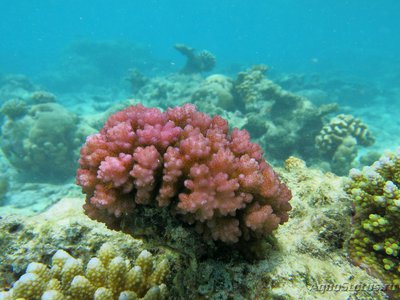 Поцилопора (Pocillopora damicornis)