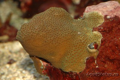 Поритес (Porites sp.)