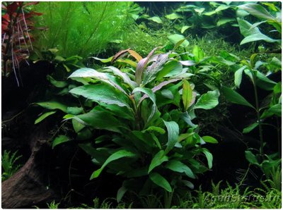 Фото Гигрофила сиамская Hygrophila corymbosa Siamensis  (photo#113350)