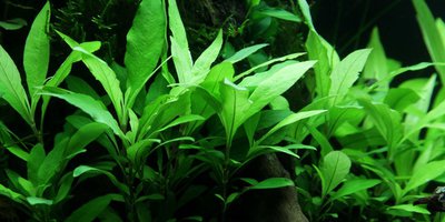 Фото Гигрофила сиамская Hygrophila corymbosa Siamensis  (photo#113351)