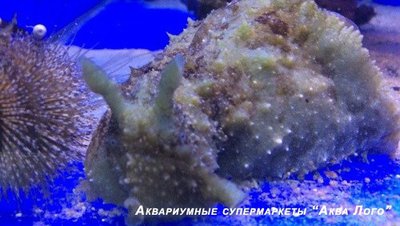 Фото Заяц морской долаб­рифера Dolabrifera dolabrifera  (photo#113431)