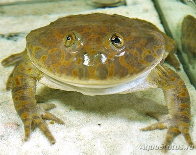 Фото Лепидобатрахус гладкий лягушка Баджита Lepidobatrachus laevis  (photo#113452)