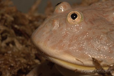 Фото Лепидобатрахус гладкий лягушка Баджита Lepidobatrachus laevis  (photo#113453)