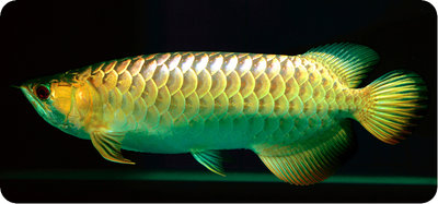 Фото Арована зелёная Scleropages formosus , Green arowana  (photo#113501)