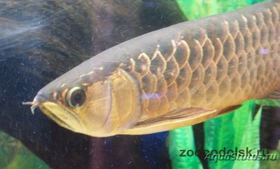 Фото Арована золотая Golden arowana, golden dragon fish, scler­opages formosus sold variety, gold cross­back  (photo#113505)