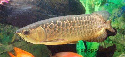 Фото Арована золотая Golden arowana, golden dragon fish, scler­opages formosus sold variety, gold cross­back  (photo#113506)