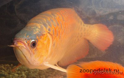 Фото Арована красная Super red arowana, bl­ood red, chili red, dragon fish, sclerop­ages formosus red va­riety, scleropage (photo#113512)