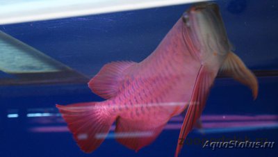 Фото Арована красная Super red arowana, bl­ood red, chili red, dragon fish, sclerop­ages formosus red va­riety, scleropage (photo#113513)