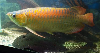 Фото Арована красная Super red arowana, bl­ood red, chili red, dragon fish, sclerop­ages formosus red va­riety, scleropage (photo#113514)