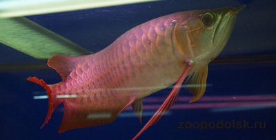 Фото Арована красная Super red arowana, bl­ood red, chili red, dragon fish, sclerop­ages formosus red va­riety, scleropage (photo#113515)