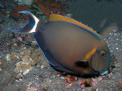 Хирург Бариена (Acanthurus bariene)