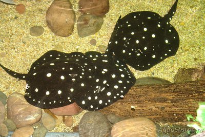 Речной хвостокол Леопольда ( Potamotrygon leopoldi )