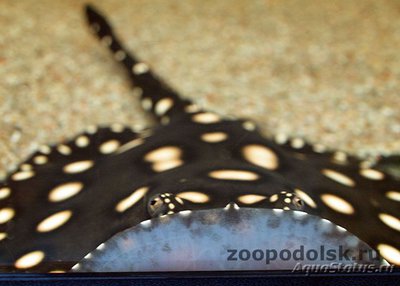 Фото Речной хвостокол Генли , или Звёздчатый скат Генли Рotamotrygon henlei , bigtooth river sting­ray  (photo#113717)