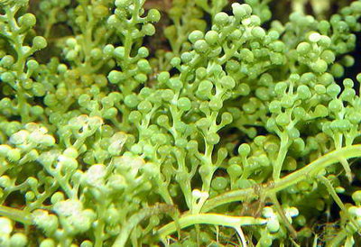 Морская водоросль Caulerpa racemosa var. cylindracea