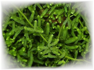 Фото Морская водоросль Caulerpa serrulata (photo#114024)