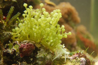 Фото Морская водоросль Caulerpa racemosa (photo#114027)