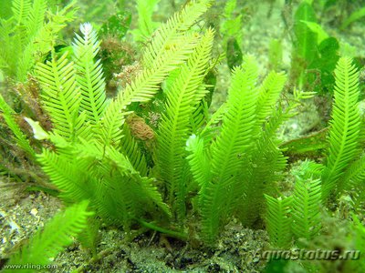 Фото Морская водоросль Каулерпа-ёлочка Caulerpa taxifolia  (photo#114028)