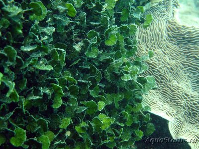 Морская водоросль Halimeda opuntia