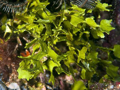 Морская водоросль Хрупкая халимеда ( Halimeda fragilis )