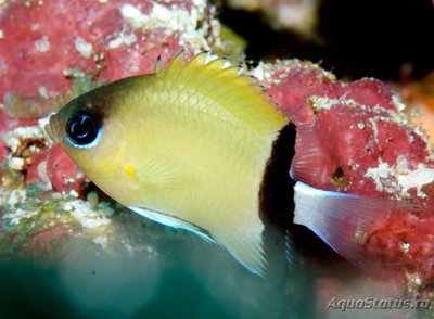 Хромис чернополосый (Chromis retrofasciata)