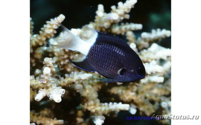 Хромис биколор (Chromis margaritifer)